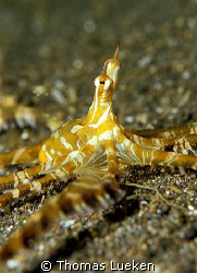 found in Lembeh, F100 by Thomas Lueken 